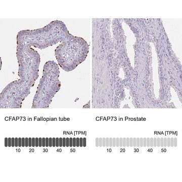 Anti-CFAP73 antibody produced in rabbit Prestige Antibodies&#174; Powered by Atlas Antibodies, affinity isolated antibody, buffered aqueous glycerol solution