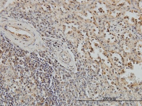 Monoclonal Anti-BUB1B antibody produced in mouse clone 2G5, purified immunoglobulin, buffered aqueous solution