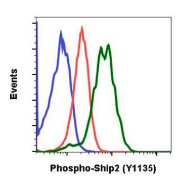 Monoclonal Anti-INPPL1 (phospho Y1135) antibody produced in rabbit clone 1D2