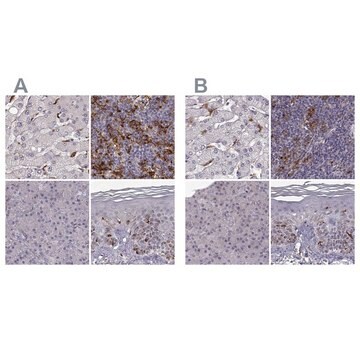 Anti-CCNF antibody produced in rabbit Prestige Antibodies&#174; Powered by Atlas Antibodies, affinity isolated antibody