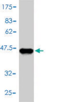 Monoclonal Anti-GCSH antibody produced in mouse clone 3D8-A12, purified immunoglobulin, buffered aqueous solution