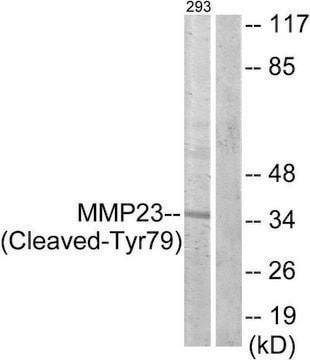 Anti-MMP23 (Cleaved-Tyr79) antibody produced in rabbit affinity isolated antibody