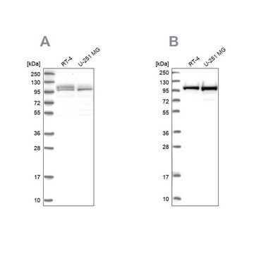 Anti-RBM12 antibody produced in rabbit Prestige Antibodies&#174; Powered by Atlas Antibodies, affinity isolated antibody, buffered aqueous glycerol solution