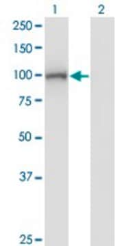 Monoclonal Anti-DIP2A antibody produced in mouse clone 4E6, purified immunoglobulin, buffered aqueous solution