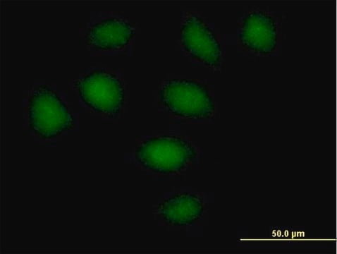 Anti-SECISBP2 antibody produced in mouse IgG fraction of antiserum, buffered aqueous solution