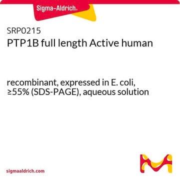 激活全长 PTP1B 人 recombinant, expressed in E. coli, &#8805;55% (SDS-PAGE), aqueous solution