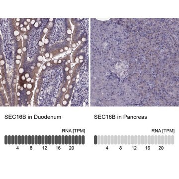 Anti-SEC16B Prestige Antibodies&#174; Powered by Atlas Antibodies, affinity isolated antibody