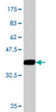 Monoclonal Anti-SPG3A, (N-terminal) antibody produced in mouse clone 1B11, purified immunoglobulin, buffered aqueous solution