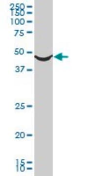 Monoclonal Anti-ADRA1A, (N-terminal) antibody produced in mouse clone 5G8, purified immunoglobulin, buffered aqueous solution