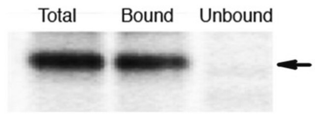 Anti-SR-alpha Antibody serum, from rabbit