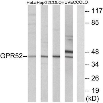 Anti-GPR52 antibody produced in rabbit affinity isolated antibody