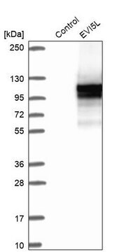 Anti-EVI5L antibody produced in rabbit Prestige Antibodies&#174; Powered by Atlas Antibodies, affinity isolated antibody, buffered aqueous glycerol solution