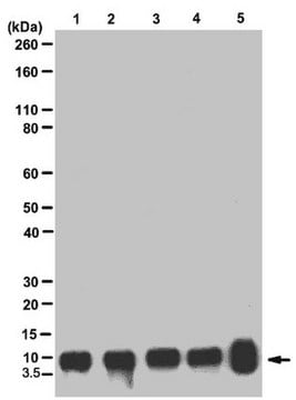 Anti-Histone H4 Antibody, pan, clone 62-10C-2, rabbit monoclonal clone 62-10C-2, from rabbit