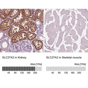 Anti-SLC27A2 antibody produced in rabbit Prestige Antibodies&#174; Powered by Atlas Antibodies, affinity isolated antibody, buffered aqueous glycerol solution