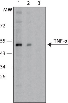 Anti-Tumor Necrosis Factor-&#945; antibody produced in rabbit IgG fraction of antiserum, buffered aqueous solution