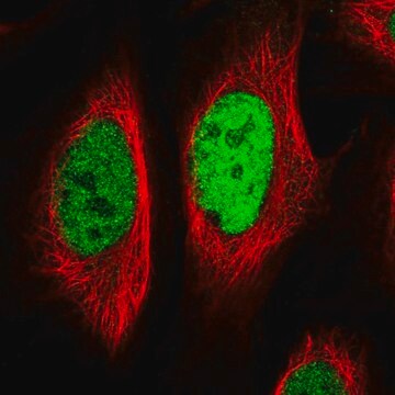 Anti-EGR1 antibody produced in rabbit Prestige Antibodies&#174; Powered by Atlas Antibodies, affinity isolated antibody