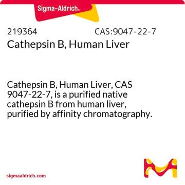 Cathepsin B, humane Leber Cathepsin B, Human Liver, CAS 9047-22-7, is a purified native cathepsin B from human liver, purified by affinity chromatography. Upregulated in many types of tumors.