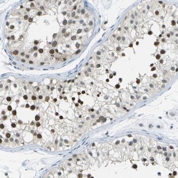 Anti-NEK11 antibody produced in rabbit Prestige Antibodies&#174; Powered by Atlas Antibodies, affinity isolated antibody, buffered aqueous glycerol solution