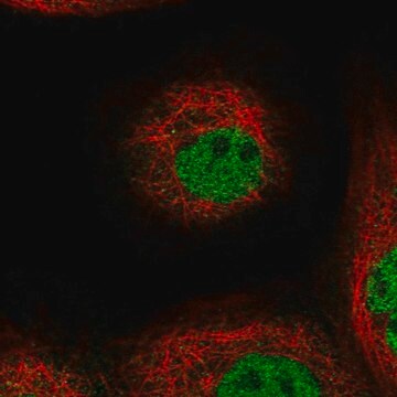 Anti-TOGARAM1 antibody produced in rabbit Prestige Antibodies&#174; Powered by Atlas Antibodies, affinity isolated antibody