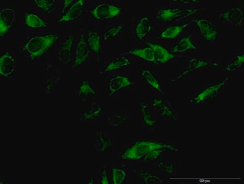 Anti-OXA1L antibody produced in mouse purified immunoglobulin, buffered aqueous solution