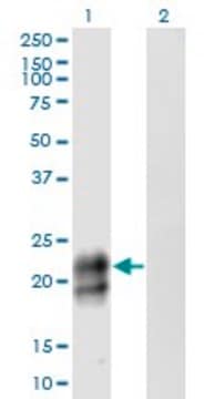 Monoclonal Anti-TNFRSF17 antibody produced in mouse clone 3H6, purified immunoglobulin, buffered aqueous solution