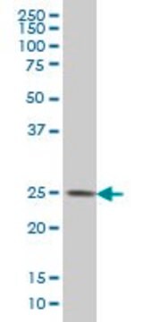 Monoclonal Anti-CMTM4 antibody produced in mouse clone 6G4, purified immunoglobulin, buffered aqueous solution