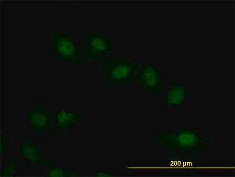 Monoclonal Anti-VRK2 antibody produced in mouse clone 3B10, purified immunoglobulin, buffered aqueous solution