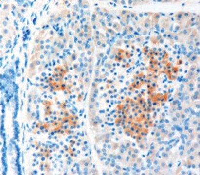 Anti-LRP5 antibody produced in goat affinity isolated antibody, buffered aqueous solution