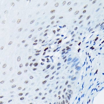 Anti-Phospho-Histone H2AX-S139 antibody produced in rabbit