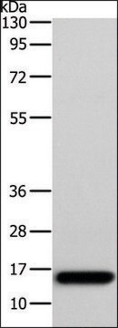 抗-AP2S1 兔抗 affinity isolated antibody