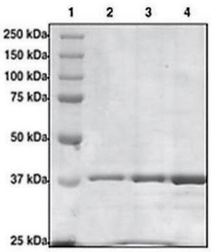 TAF1 (1371-1496) GST tag human recombinant, expressed in E. coli, &#8805;95% (SDS-PAGE)