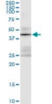 Monoclonal Anti-STK19 antibody produced in mouse clone 4E11, purified immunoglobulin, buffered aqueous solution