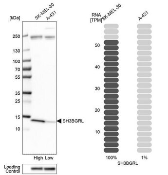 Anti-SH3BGRL antibody produced in rabbit Prestige Antibodies&#174; Powered by Atlas Antibodies, affinity isolated antibody, buffered aqueous glycerol solution