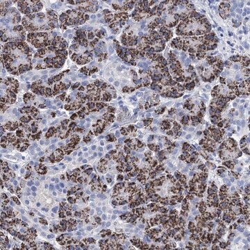 Anti-BRINP1 antibody produced in rabbit Prestige Antibodies&#174; Powered by Atlas Antibodies, affinity isolated antibody, buffered aqueous glycerol solution