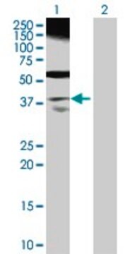 Anti-RP2 antibody produced in rabbit purified immunoglobulin, buffered aqueous solution