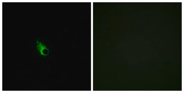 Anti-OR52E1 antibody produced in rabbit affinity isolated antibody