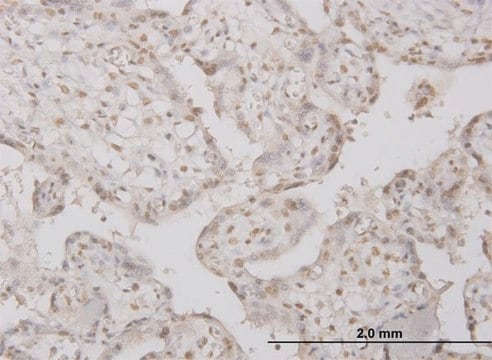 Monoclonal Anti-PPP1R2 antibody produced in mouse clone 2E9, purified immunoglobulin, buffered aqueous solution