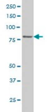 Monoclonal Anti-TTF2 antibody produced in mouse clone 3F7, purified immunoglobulin, buffered aqueous solution