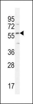 ANTI-DMP4(C-TERMINAL) antibody produced in rabbit affinity isolated antibody, buffered aqueous solution