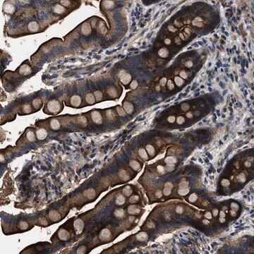 Anti-PTAR1 antibody produced in rabbit Prestige Antibodies&#174; Powered by Atlas Antibodies, affinity isolated antibody, buffered aqueous glycerol solution, Ab1