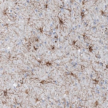 Anti-COPS8 antibody produced in rabbit Prestige Antibodies&#174; Powered by Atlas Antibodies, affinity isolated antibody, buffered aqueous glycerol solution