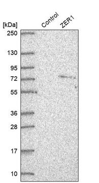 Anti-ZER1 antibody produced in rabbit Prestige Antibodies&#174; Powered by Atlas Antibodies, affinity isolated antibody, buffered aqueous glycerol solution