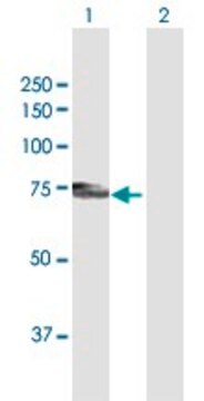 Anti-PLXDC1 antibody produced in mouse purified immunoglobulin, buffered aqueous solution