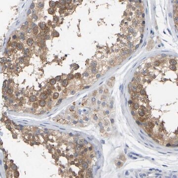 Anti-WIPI2 antibody produced in rabbit Prestige Antibodies&#174; Powered by Atlas Antibodies, affinity isolated antibody, buffered aqueous glycerol solution, Ab1