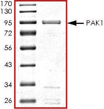 PAK1, active, GST tagged human PRECISIO&#174; Kinase, recombinant, expressed in baculovirus infected Sf9 cells, &#8805;70% (SDS-PAGE), buffered aqueous glycerol solution