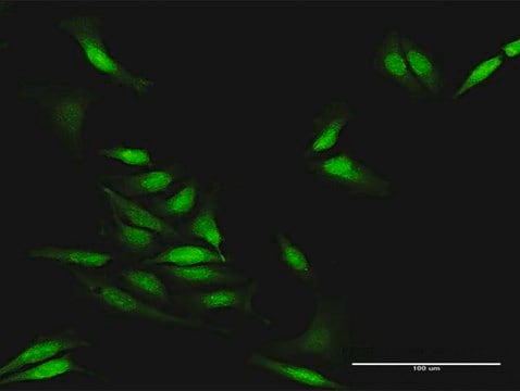 Anti-STAU2 antibody produced in rabbit purified immunoglobulin, buffered aqueous solution