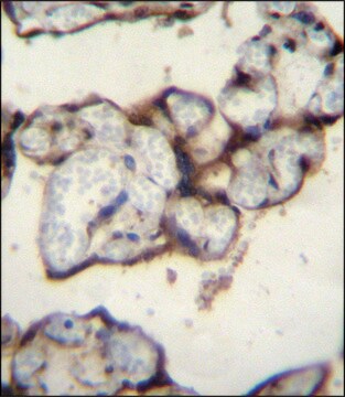 ANTI-PLCXD2 (CENTER) antibody produced in rabbit IgG fraction of antiserum, buffered aqueous solution