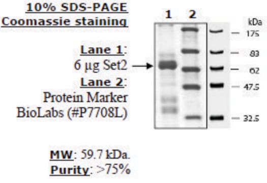 Set2 human recombinant, expressed in E. coli, &#8805;75% (SDS-PAGE)