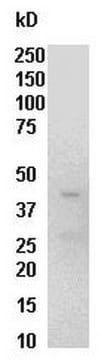 Raf-1 RBD Protein, GST, 300 &#181;g GST fusion-protein, corresponding to the human Ras Binding Domain (RBD, residues 1-149) of Raf-1, expressed in E. coli. with purity 50% at full length molecular weight 42 kDa. For use in Affinity Binding Assays