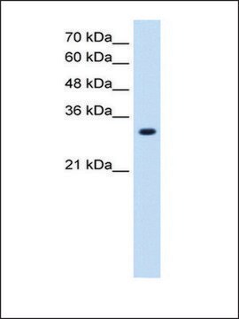 Anti-SLC7A8 antibody produced in rabbit IgG fraction of antiserum